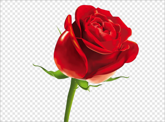 دانلود فایل png شاخه گل رز قرمز زیبا بصورت دوربری شده