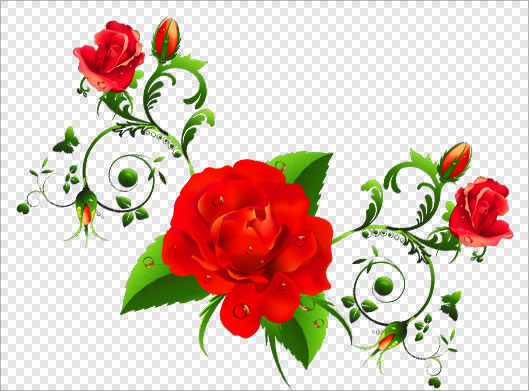 فایل png گل های رز قرمز بصورت ترانسپرنت
