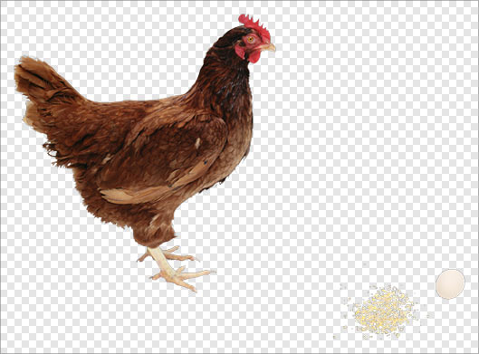 دانلود فایل png مرغ ، دانه و تخم مرغ بصورت دوربری شده