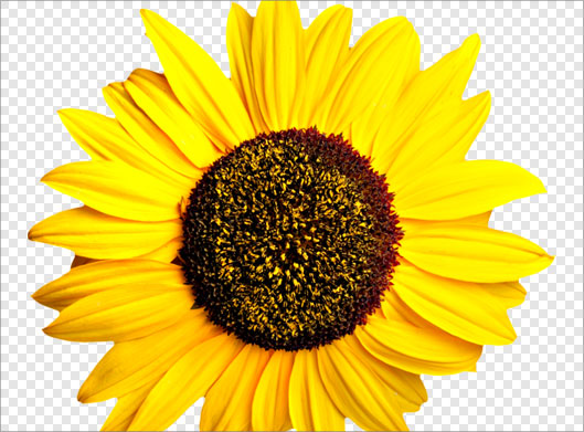 فایل دوربری شده گل زیبای آفتابگردان زرد با پسوند png