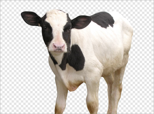 دانلود تصویر ترانسپرنت دوربری شده گاو و گوساله خالخالی با فرمت png