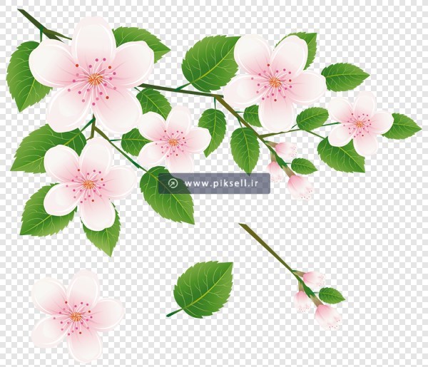 تصویر ترانسپرنت دوربری شده شکوفه های صورتی بهاری با فرمت png