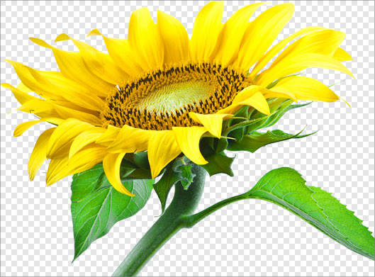 دانلود فایل png ترانسپرنت و دوربری شده گل آفتابگردان زرد