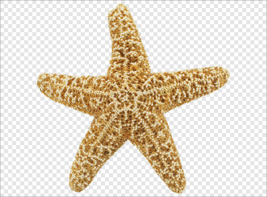 فایل png دوربری شده و ترانسپرنت ستاره دریایی