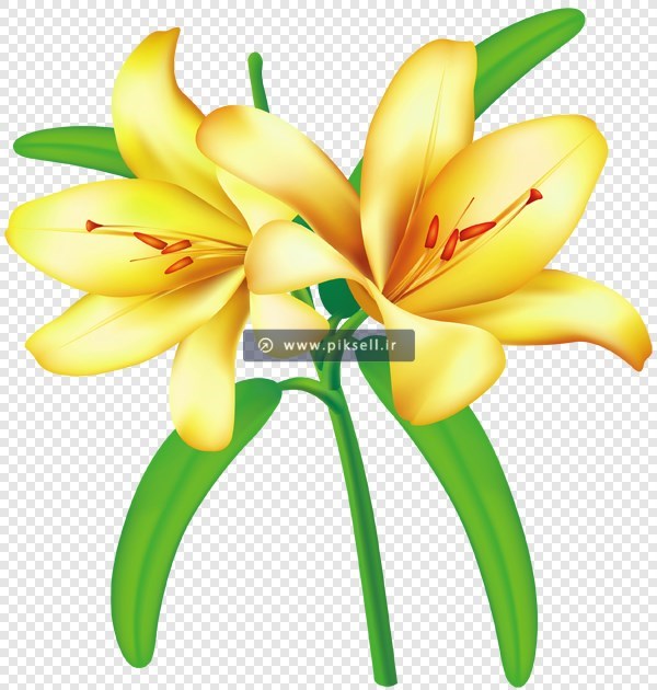 دانلود فایل ترانسپرنت دوربری شده گلهای لیلیوم زرد با پسوند png