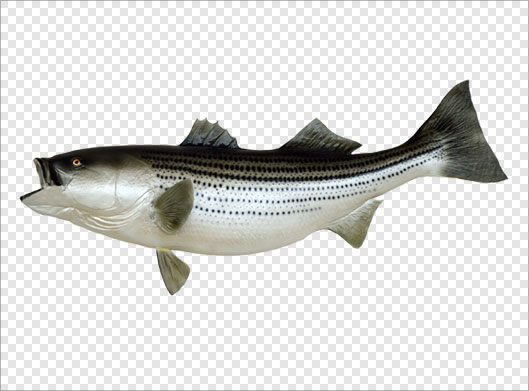 دانلود فایل دوربری شده ترانسپرنت ماهی