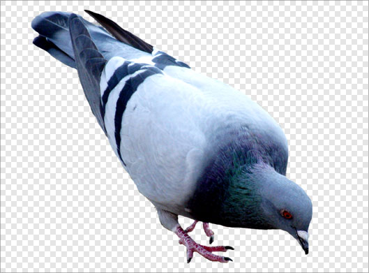 فایل png کبوتر خاکستری بصورت ترانسپرنت دوربری شده