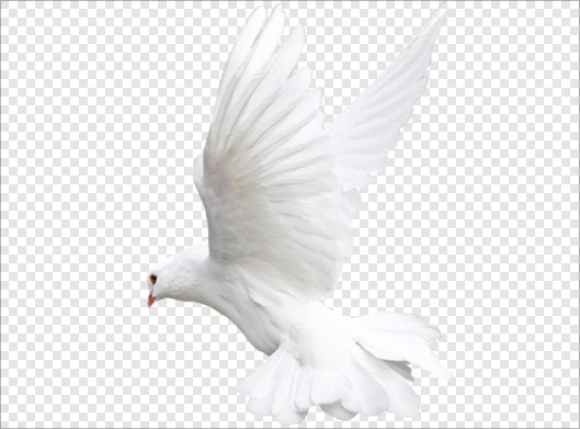 فایل ترانسپرنت دوربری شده کبوتر سفید با فرمت png