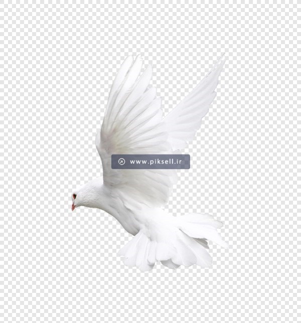 فایل ترانسپرنت دوربری شده کبوتر سفید با فرمت png