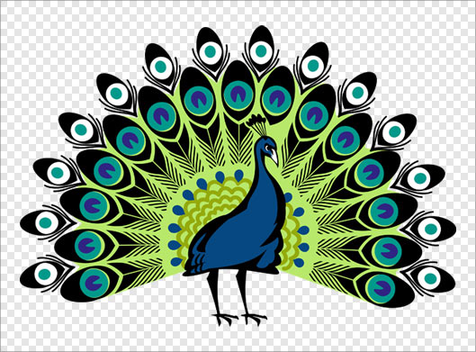 فایل دوربری شده و ترانسپرنت طاووس سبز با پسوند png