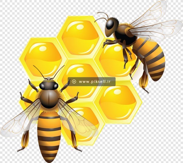 دانلود فایل png دروبری شده زنبورهای عسل و کندوی عسل
