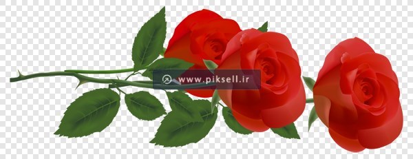 دانلود فایل png دوربری شده دسته گلهای رز قرمز