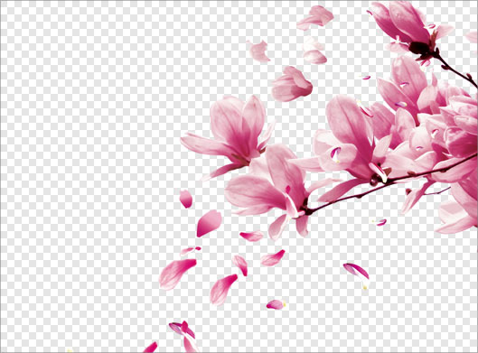 فایل ترانسپرنت دوربری شده شاخه با شکوفه های بهاری صورتی با فرمت png