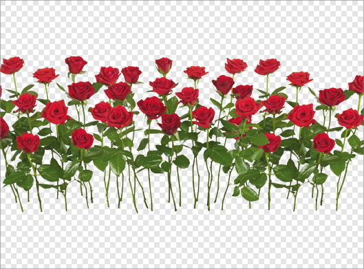 فایل png دوربری شده دسته گلهای گل رز بصورت ترانسپرنت