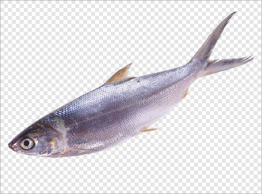 تصویر دوربری شده و ترانسپرنت ماهی تازه با پسوند png