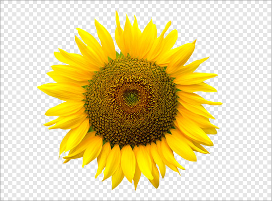 دانلود تصویر دوربری شده و ترانسپرنت گل آفتابگردان زرد با پسوند png