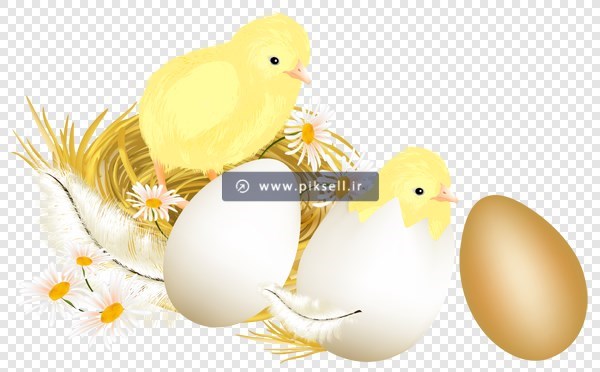 فایل png تصویر دوربری شده تخم مرغ و جوجه (ترانسپرنت)