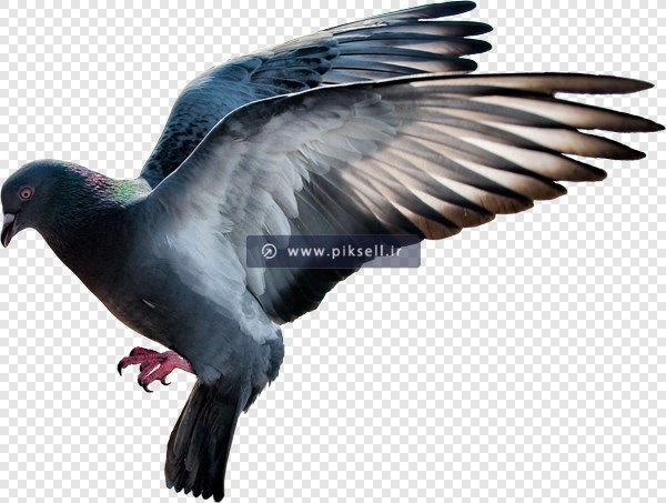 تصویر ترانسپرنت دوربری شده کبوتر در حال پرواز با فرمت png