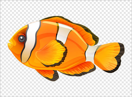 فایل دوربری شده و ترانسپرنت ماهی زیبای نارنجی با فرمت png