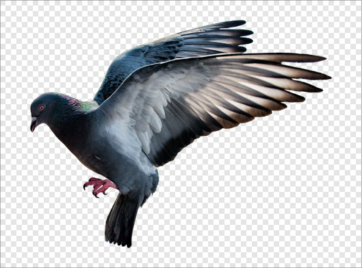 تصویر ترانسپرنت دوربری شده کبوتر در حال پرواز با فرمت png