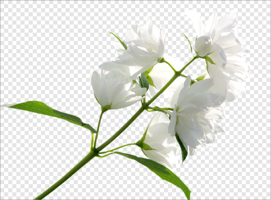 دانلود تصویر دوربری شده و ترانسپرنت شاخه گل سفید با فرمت png