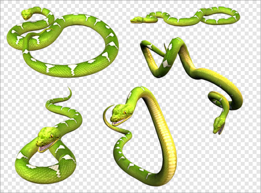 دانلود تصویر دوربری شده و ترانسپرنت مجموعه مارهای سمی سبز با پسوند png