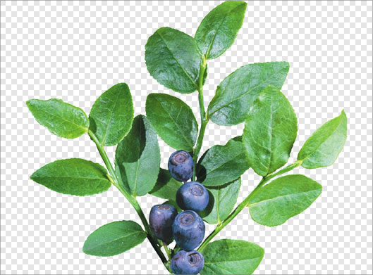 دانلود تصویر دوربری شده شاخه و برگهای سبز و میوه بلوبری با فرمت png