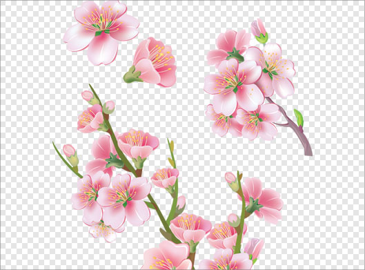 فایل png ترانسپرنت دوربری شده شکوفه های صورتی بهاری (شکوفه گیلاس)
