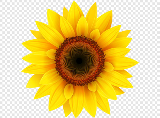 دانلود فایل png دوربری شده گل آفتابگردان با کیفیت بالا