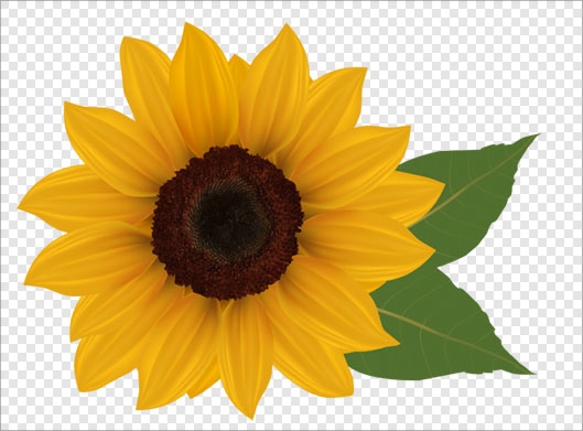 دانلود تصویر دوربری شده و ترانسپرنت گل آفتابگردان با پسوند png