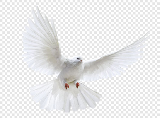 فایل ترانسپرنت دوربری شده کبوتر سفید در حال پرواز با فرمت png