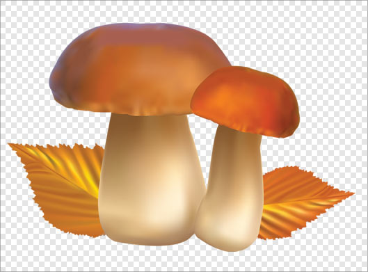 تصویر ترانسپرنت دوربری شده قارچ های خوراکی با پسوند png