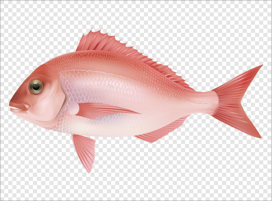 فایل png دوربری شده و ترانسپرنت ماهی قرمز