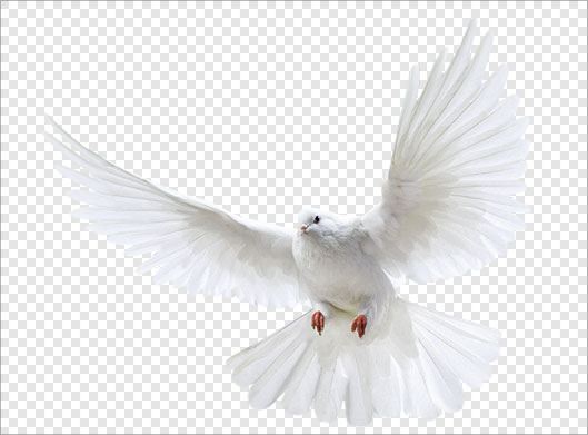 دانلود تصویر دوربری شده و بدون زمینه کبوتر سفید در حال پرواز با پسوند png