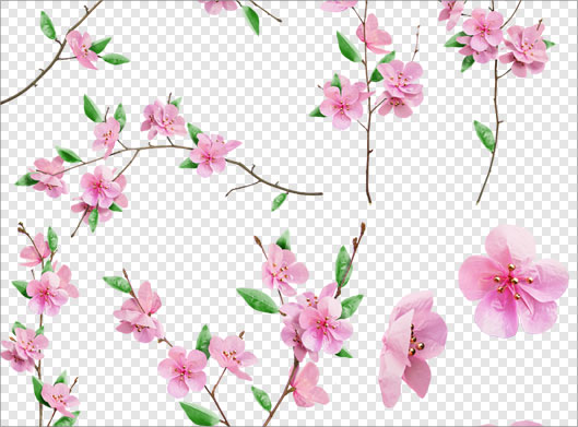 فایل png تصویر دوربری شده و ترانسپرنت شکوفه های صورتی بهاری