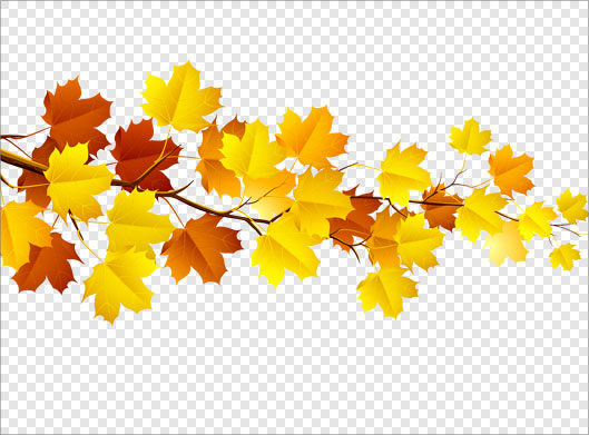 تصویر دوربری شده با طرح شاخه درخت با برگهای زرد پاییزی با پسوند png