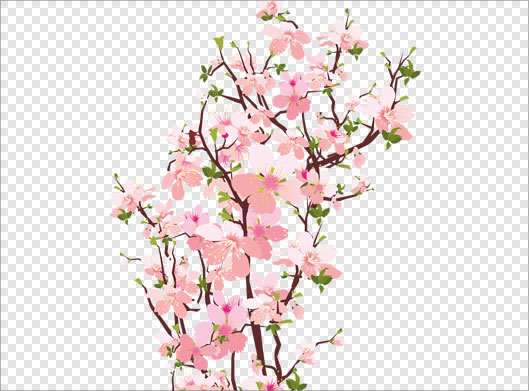 تصویر دوربری شده و ترانسپرنت شاخه درخت با شکوفه های صورتی بهاری با پسوند png