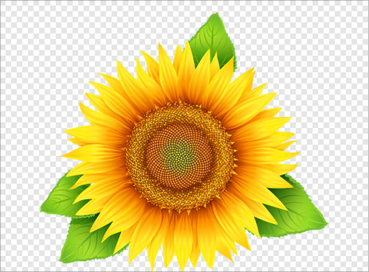 فایل Png ترانسپرنت و دوربری شده گل آفتابگردان زرد