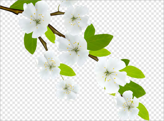 فایل png دوربری شده شاخه درخت با شکوفه های بهاری سفید