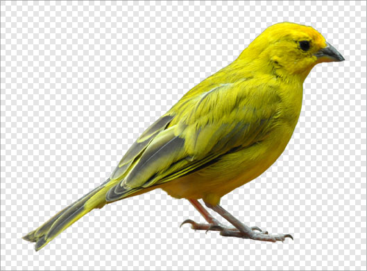 فایل ترانسپرنت پرنده زرد و قناری با فرمت png
