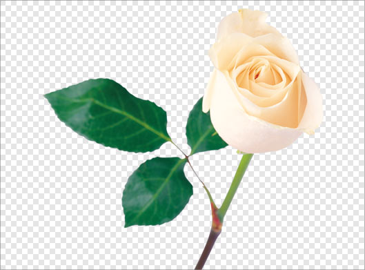 تصویر دوربری شده و ترانسپرنت شاخه گل رز گلبهی با فرمت png