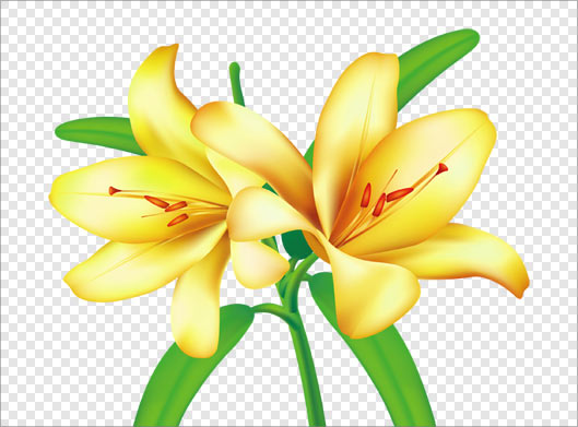 دانلود فایل ترانسپرنت دوربری شده گلهای لیلیوم زرد با پسوند png