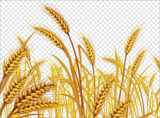 دانلود تصویر دوربری شده و ترانسپرنت گندمزار و خوشه های طلایی گندم با فرمت png