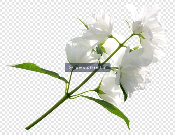 دانلود تصویر دوربری شده و ترانسپرنت شاخه گل سفید با فرمت png