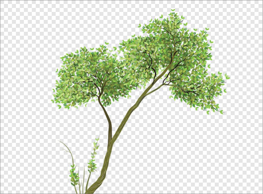 دانلود فایل png تصویر ترانسپرنت دوربری شده درخت سبز