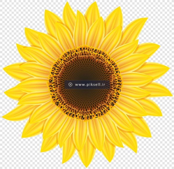 فایل دوربری شده و ترانسپرنت گل آفتابگردان زرد با پسوند png