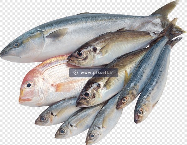 تصویر ترانسپرنت دوربری شده ماهی های مختلف با فرمت png