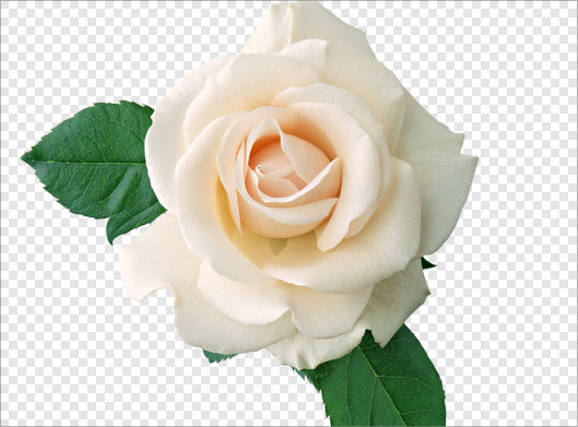 دانلود تصویر دوربری شده و ترانسپرنت گل رز گلبهی با پسوند png