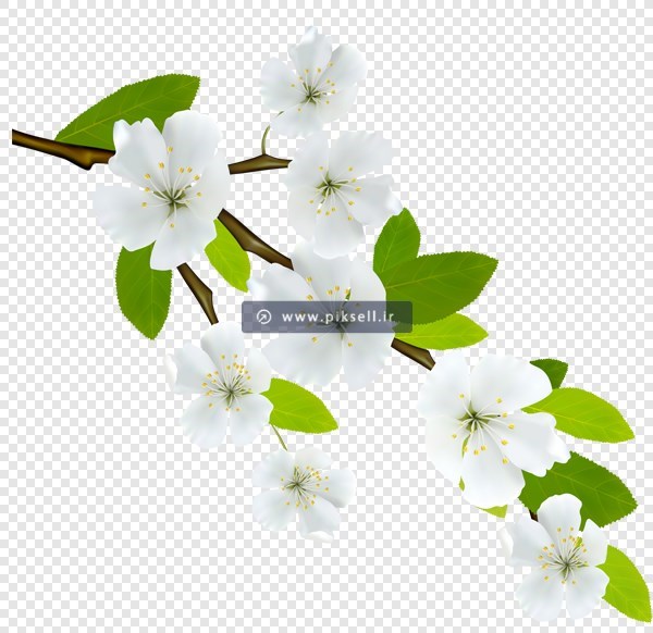فایل png دوربری شده شاخه درخت با شکوفه های بهاری سفید