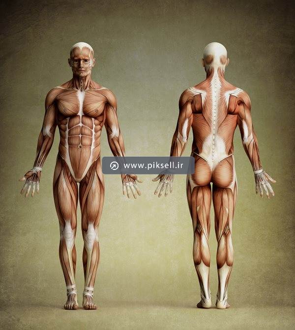 عکس با کیفیت از آناتومی بدن انسان و ماهیچه و عضلات